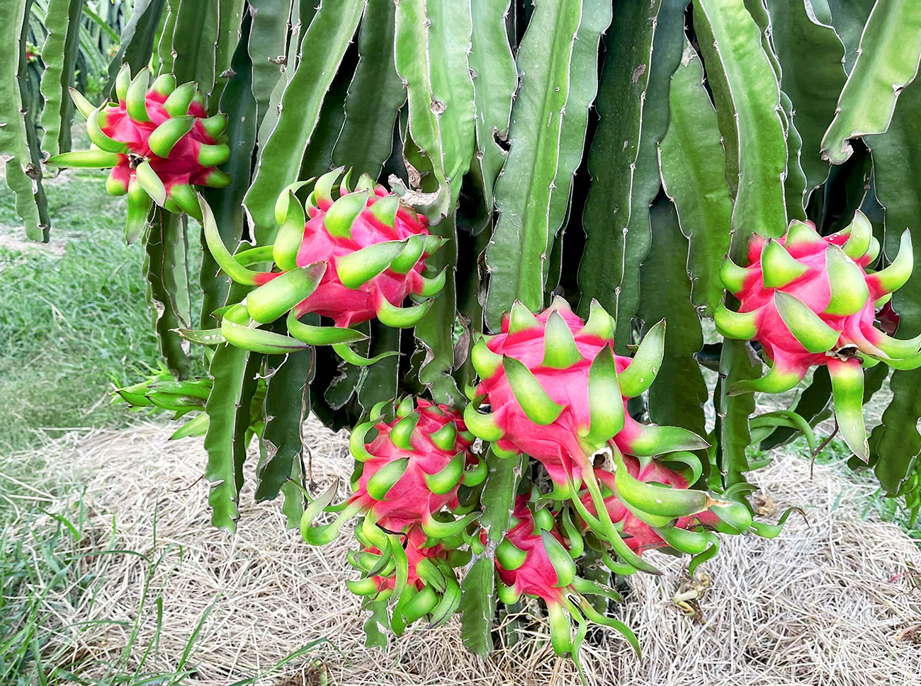 Kỹ thuật trồng và chăm sóc cây thanh long ruột đỏ - Phân bón tháp cao ...