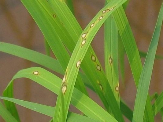 Bón dư phân đa lượng gây hại như thế nào?