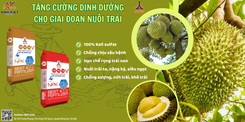 dinh dưỡng cho sầu riêng gđ nuôi trái