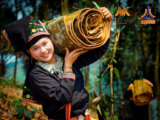 Thu hoạch vỏ cây quế - NPK tháp cao Stavin