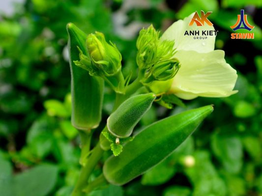 Bí Quyết Chăm Sóc Vườn Đậu Lớn Nhanh, Hạt To – Tăng Năng Suất Hiệu Quả Cùng Phân Bón NPK Tháp Cao