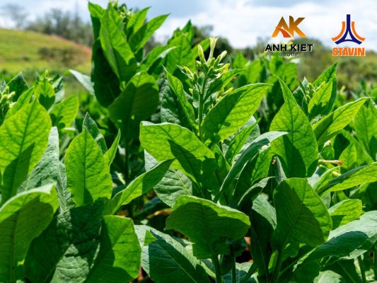 Nâng Cao Năng Suất và Chất Lượng Thuốc Lá Xuất Khẩu - Phân Bón NPK Tháp Cao