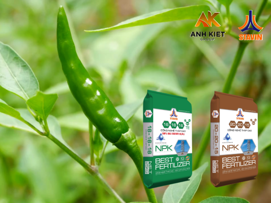 4 Bước Chăm Sóc Cây Ớt Mùa Mưa Để Đạt Năng Suất Cao, Sâu Bệnh “Xin Hàng” - Phân Bón NPK Tháp Cao