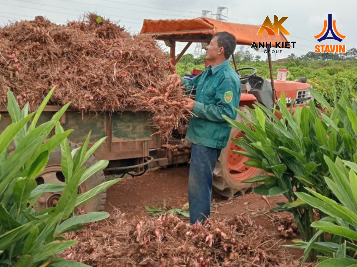 Cây Riềng Đỏ: Tiềm Năng Tăng Thu Nhập Cho Nông Dân Thanh Hóa