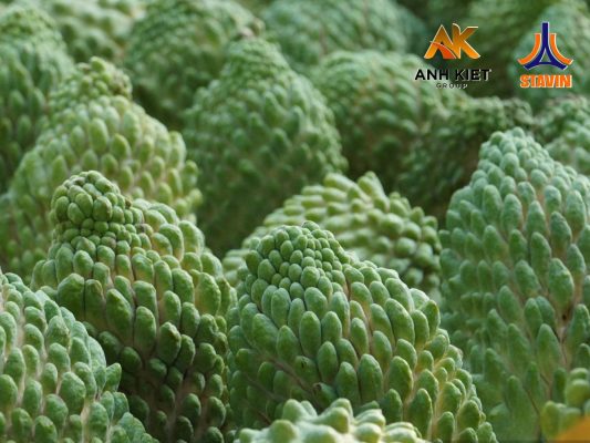 Na Sầu Riêng – Giải Pháp Nông Nghiệp Mới Tại Cần Thơ, Tăng Lợi Nhuận Cho Nông Dân - Phân Bón NPK Tháp Cao