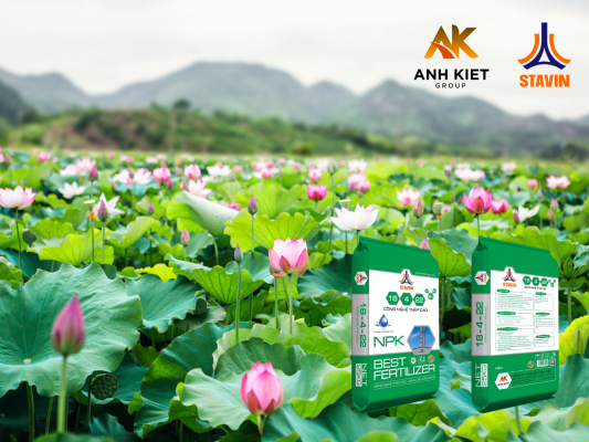 5 Bước Trồng và Chăm Sóc Cây Sen Lấy Củ Để Đạt Năng Suất Cao - Phân Bón NPK Tháp Cao