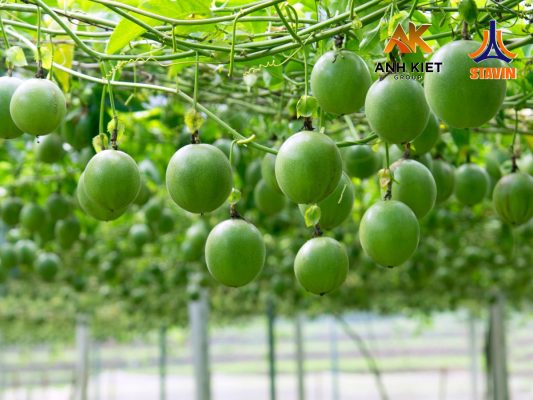 Loại Quả Dễ Trồng Đưa Việt Nam Vào Top 3 Xuất Khẩu Thế Giới, Thu Hàng Triệu Đô - Phân Bón NPK Tháp Cao