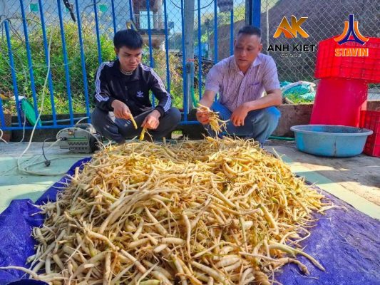 Toàn Dân Một Huyện Miền Núi Quảng Nam Thoát Nghèo Bền Vững Nhờ Trồng Loại Cây Dược Liệu Quý - Phân Bón NPK Tháp Cao