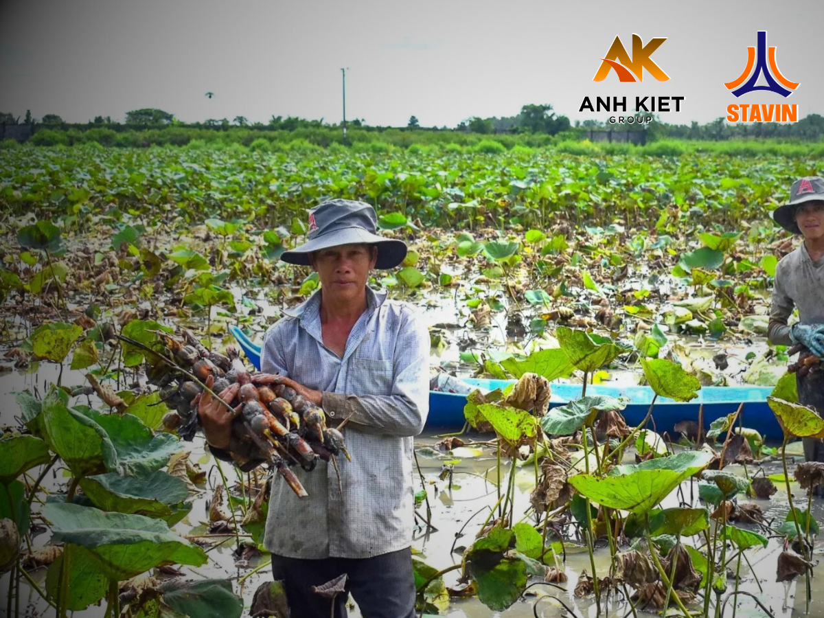 Bí quyết làm giàu từ mô hình trồng sen - Phân bón NPK tháp cao