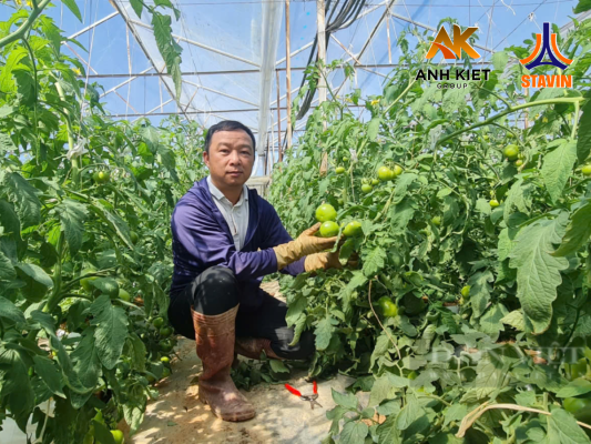 Kỹ Sư Bỏ Lương 40 Triệu Để Về Quê Làm Vườn, Thành Công Với Cà Chua Công Nghệ Cao Trên Mảnh Vườn 2000m² - Phân Bón NPK Tháp Cao