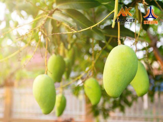 Xoài cát Hòa Lộc - một đặc sản nức lòng giới sành ăn - Phân bón NPK tháp cao