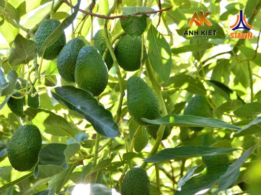 Vùng Đất "Vàng" Cho Trái Bơ Vươn Tầm Thế Giới - Phân Bón NPK Tháp Cao