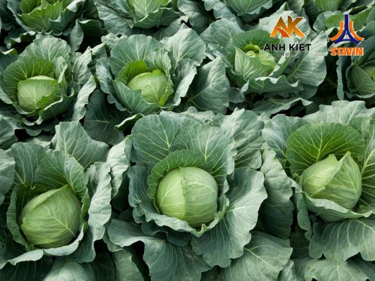 Phân Bón NPK Tháp Cao Stavin - Bí Quyết Tăng Năng Suất Và Chất Lượng Rau Cải Vụ Đông