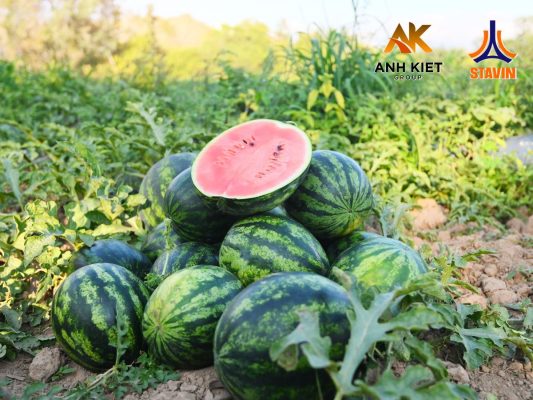 Phân Bón NPK Tháp Cao - Bí Quyết Để Vườn Dưa Hấu Quả Ngọt, Đều Màu, Đạt Năng Suất Cao