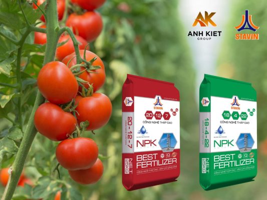 Cùng Phân Bón NPK Tháp Cao Stavin Tìm Hiểu 6 Bí Quyết Để Vườn Cà Chua Đạt Năng Suất Cao