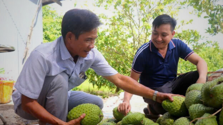 Mô hình trồng mãng cầu xiêm năng suất cao, thu hàng tỷ đồng trên mỗi hecta - phân bón NPK tháp cao