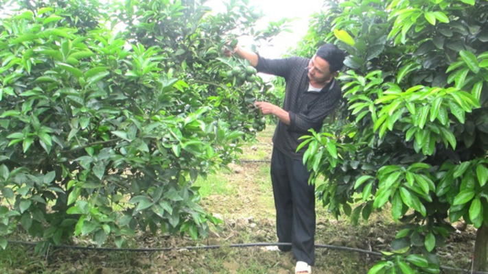 Lão Nông "Hô Biến" 7 Ha Đất Kém Hiệu Quả Thành Trang Trại Thu Tiền Tỷ Mỗi Năm - Phân Bón NPK Tháp Cao 