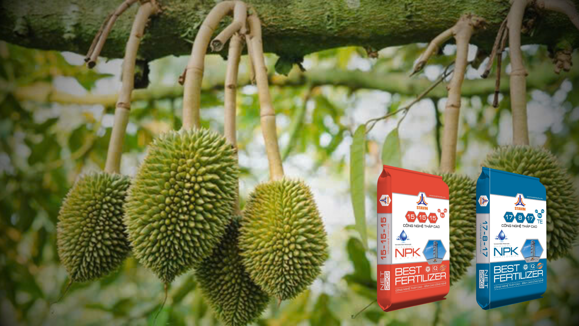 Sầu riêng Dola mang tiền tỷ về cho lão nông U70 - Phân Bón NPK Tháp Cao