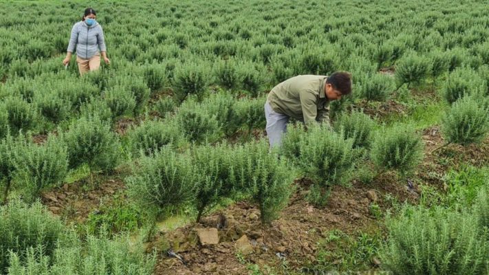 Nguyễn Văn Thắng – Hành Trình Từ Bỏ Thủ Đô Về Quê Lập Nghiệp Với Cây Hương Thảo - Phân Bón NPK Tháp Cao